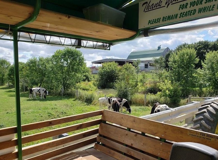 View of farm and cows on Elmira Wagon Tours route